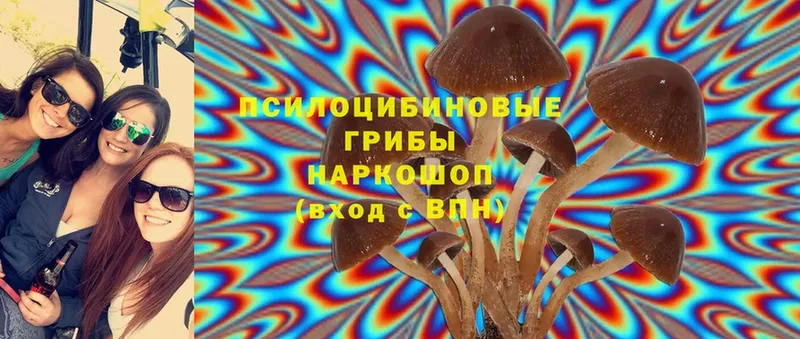 Галлюциногенные грибы Psilocybine cubensis  где можно купить   Подольск 